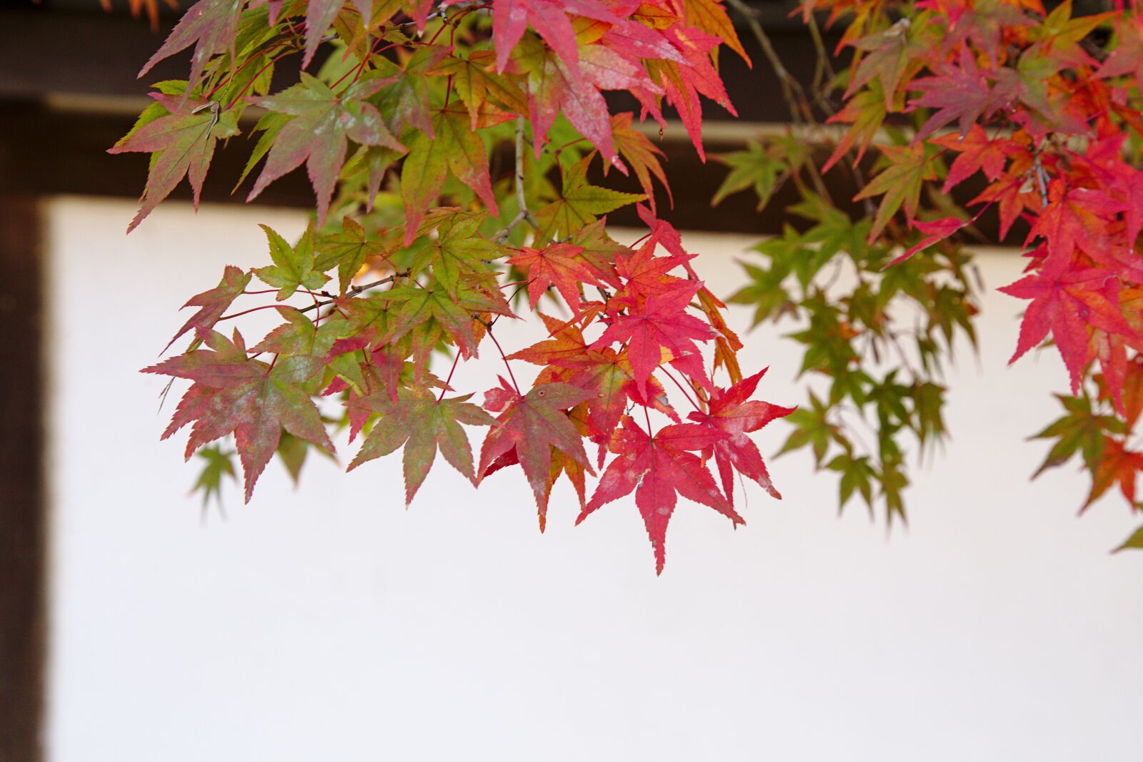 Canon EOS 6D + Canon EF 24-105mm F4L IS USM sample photo. Japan, autumn, nanzen-ji photography