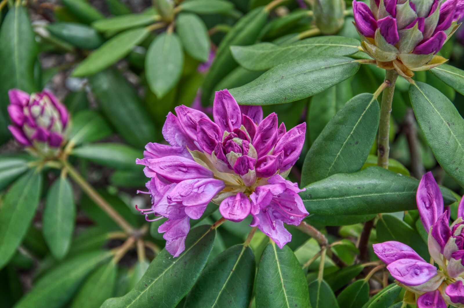 Nikon D5000 sample photo. Rhododendron, bush, flowers photography