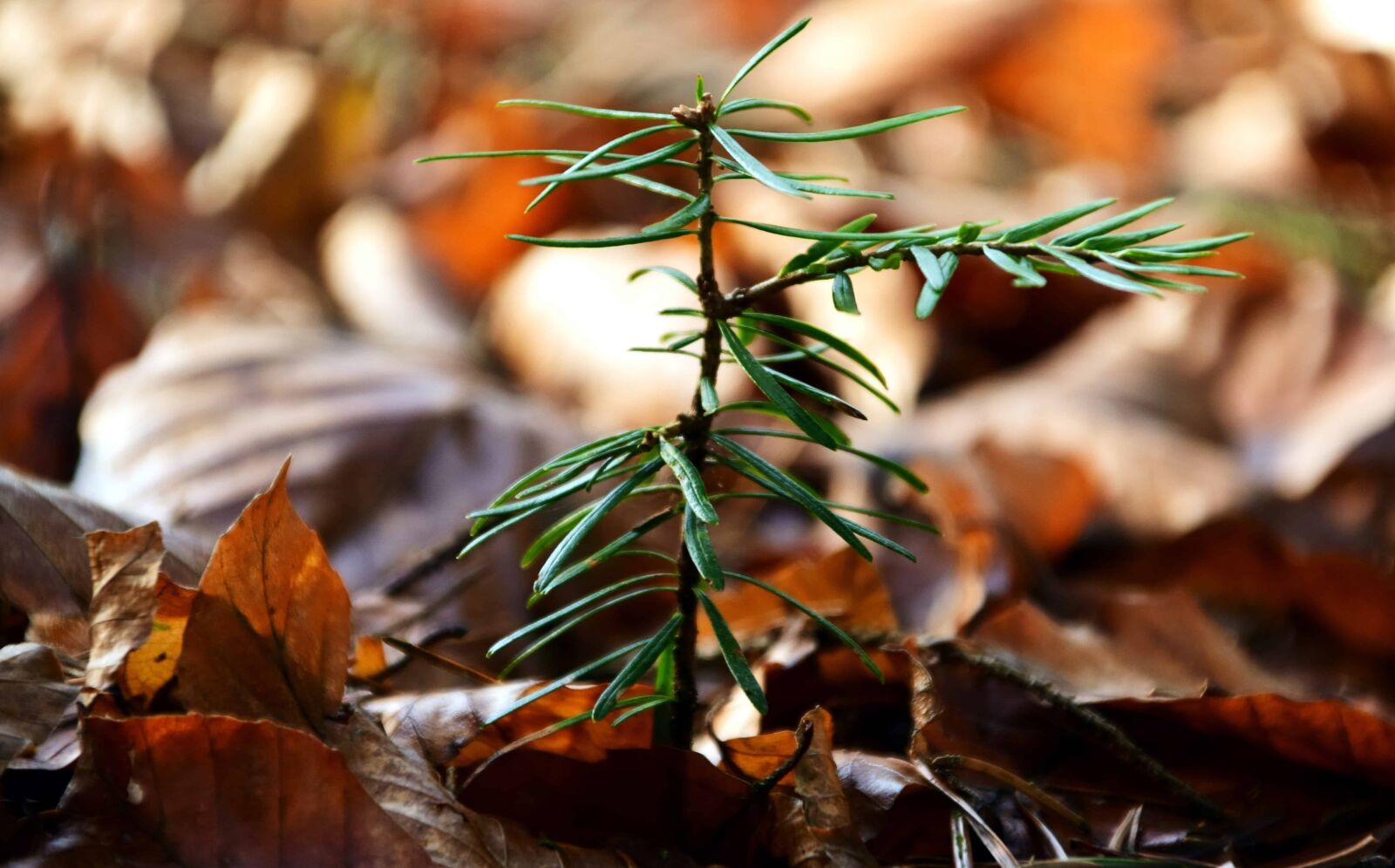 Nikon D3300 sample photo. Nature, leaf, tree, plant photography
