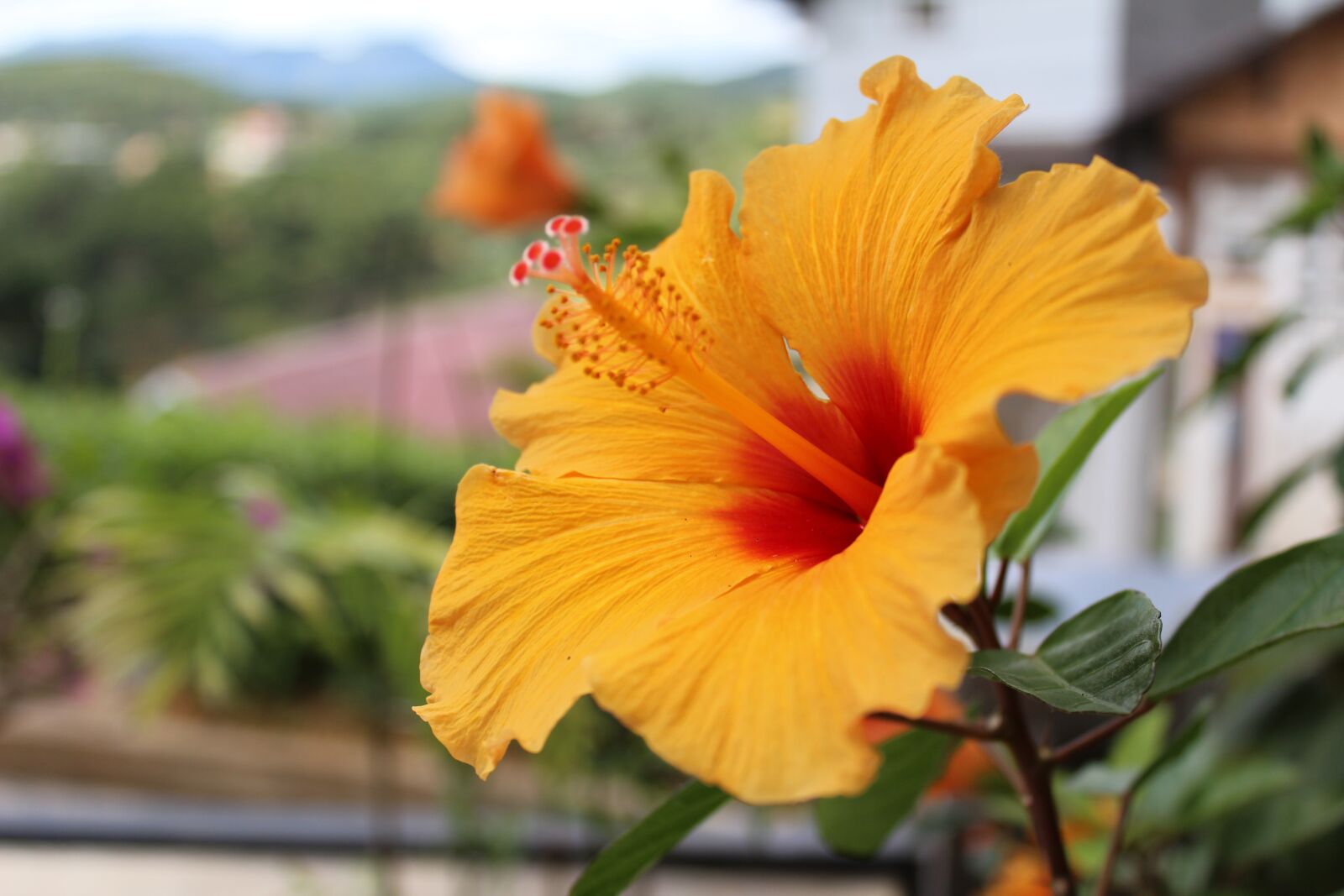 Canon EOS 600D (Rebel EOS T3i / EOS Kiss X5) sample photo. Green, flowers, colorful photography