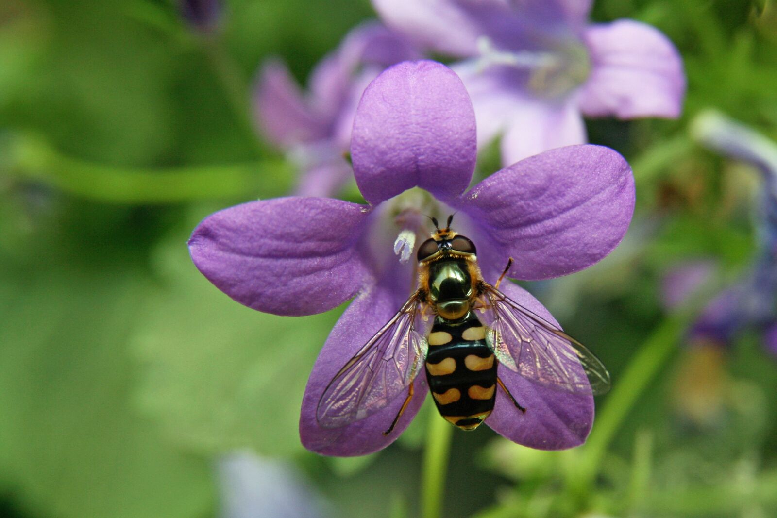 Canon EOS 400D (EOS Digital Rebel XTi / EOS Kiss Digital X) sample photo. Insect, hoverfly, blossom photography