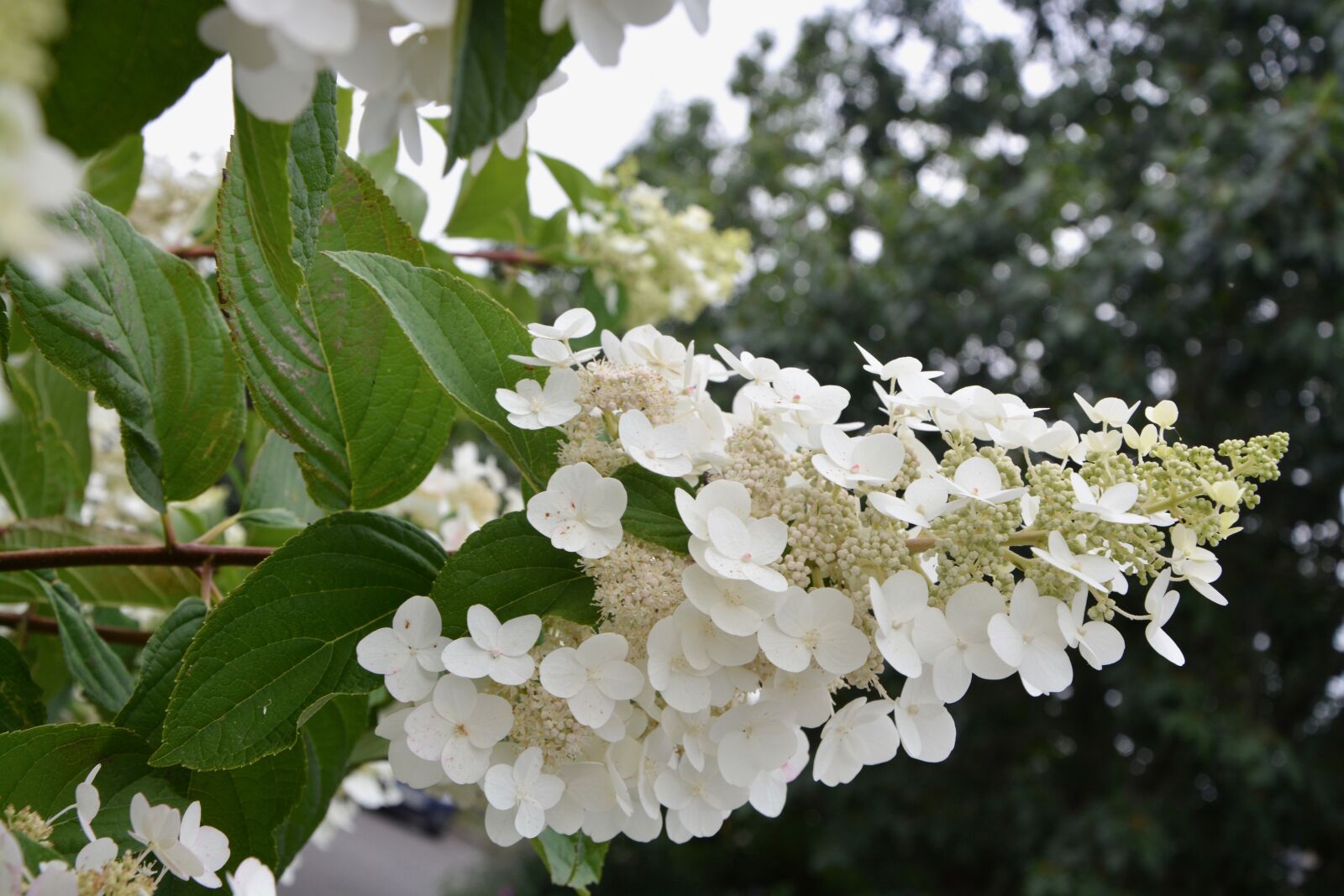 Nikon D5200 sample photo. Small white flowers, shrub photography
