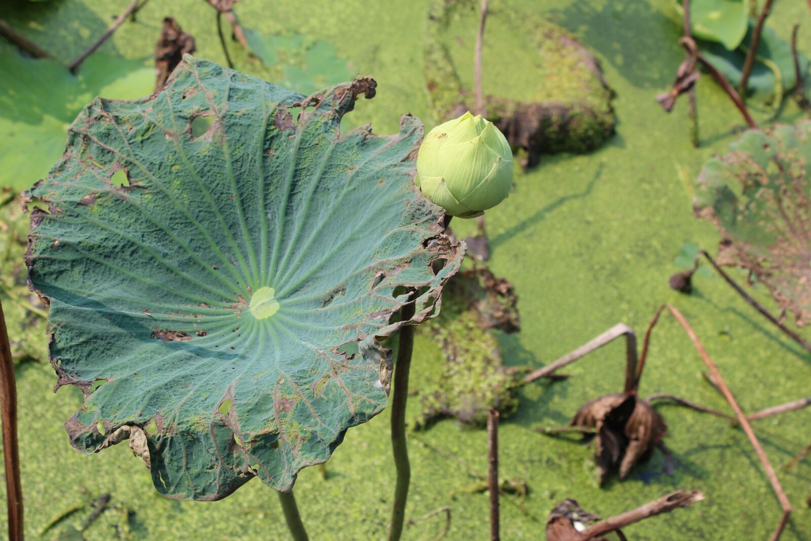 Canon EOS 600D (Rebel EOS T3i / EOS Kiss X5) sample photo. Lotus, leaf, green photography