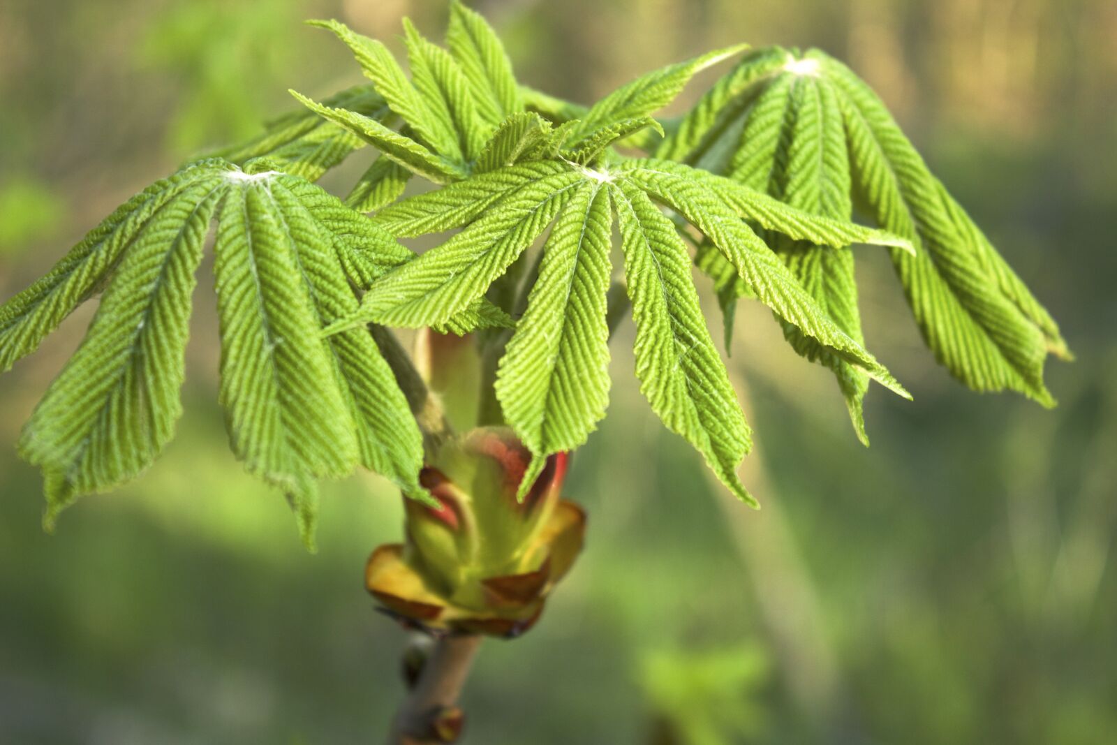Canon EOS 600D (Rebel EOS T3i / EOS Kiss X5) sample photo. Leaves, spring, bud photography