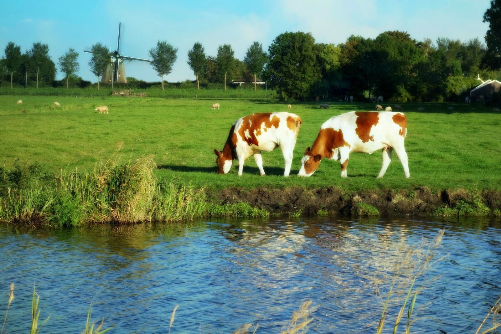 Sony Cyber-shot DSC-RX100 sample photo. Cows, grass, green, holland photography
