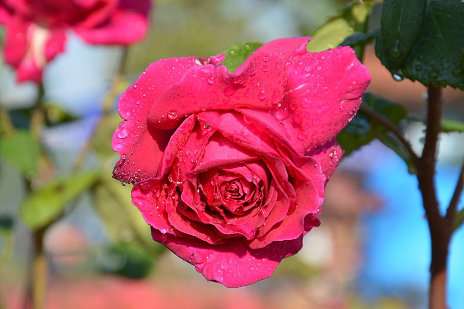 Nikon D7100 sample photo. Flower, plant, rose photography