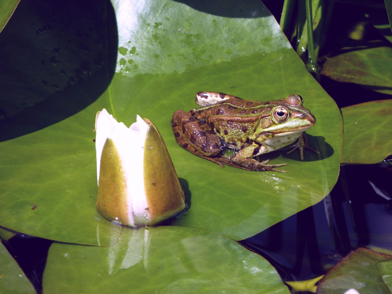Panasonic Lumix DMC-FZ35 (Lumix DMC-FZ38) sample photo. Frog, water lily, pond photography