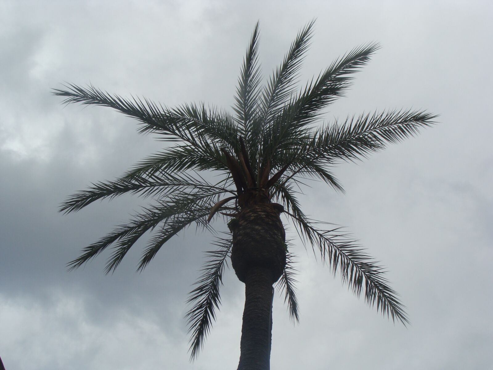Sony DSC-H3 sample photo. Palm, gray, stormy photography