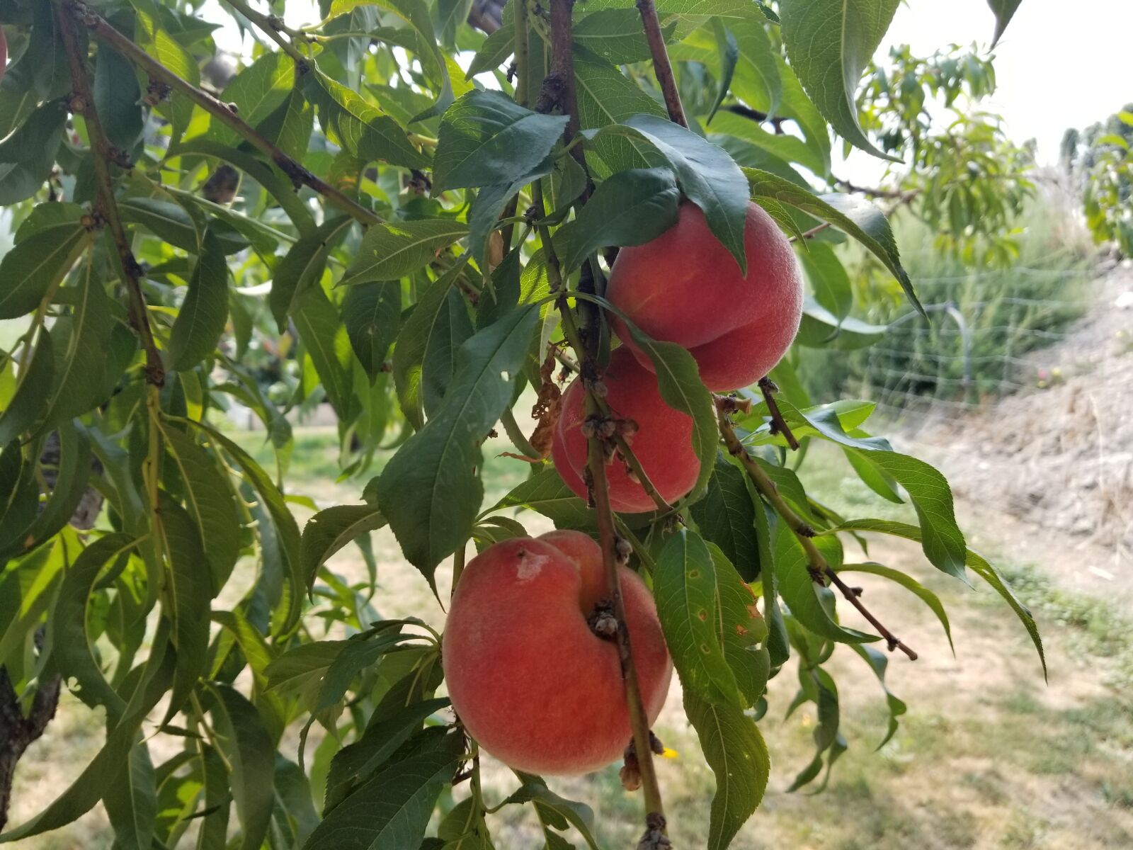 Samsung Galaxy S8+ sample photo. Penticton, canada, apricot photography