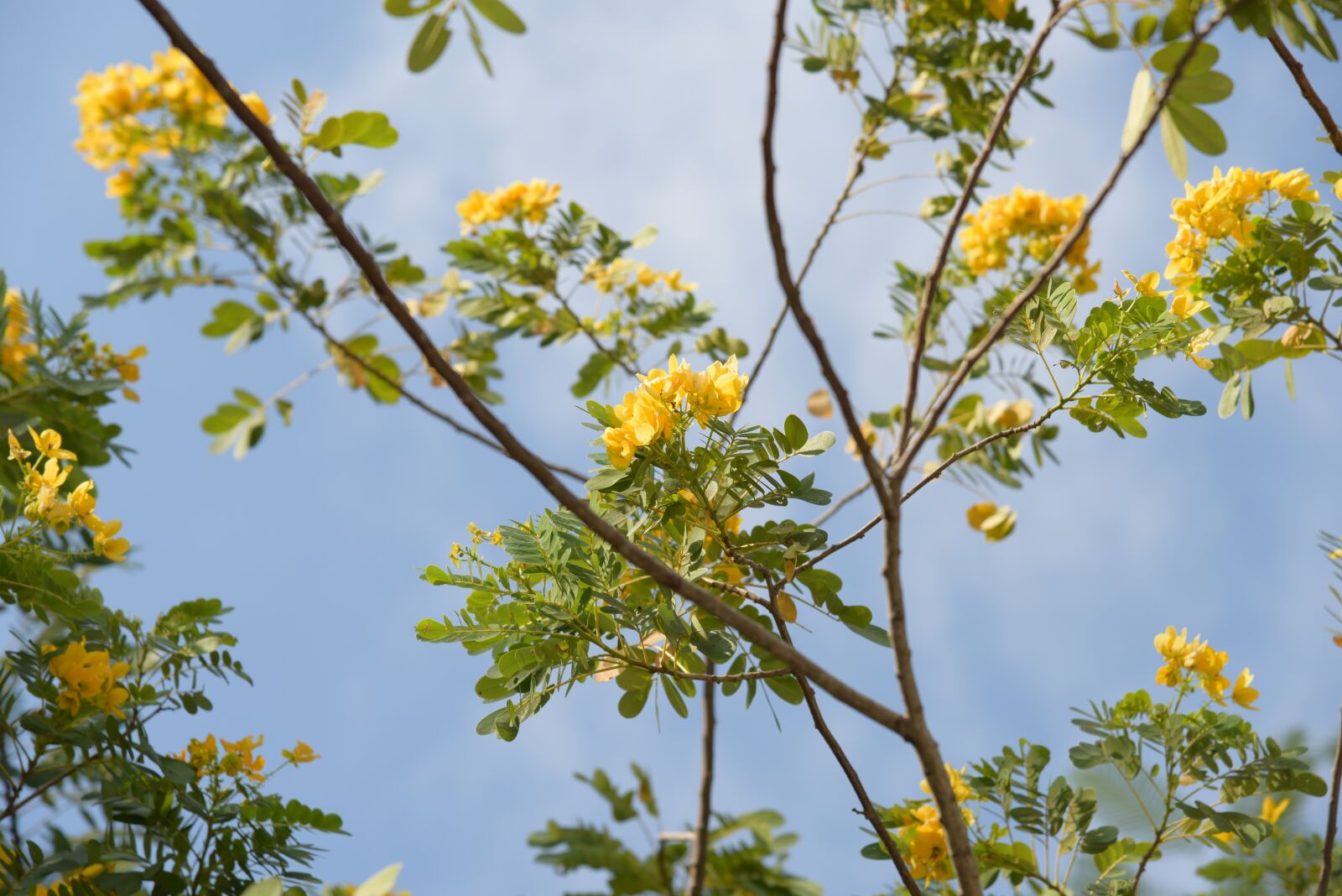 Nikon D810 sample photo. Plant, outdoor, flower photography