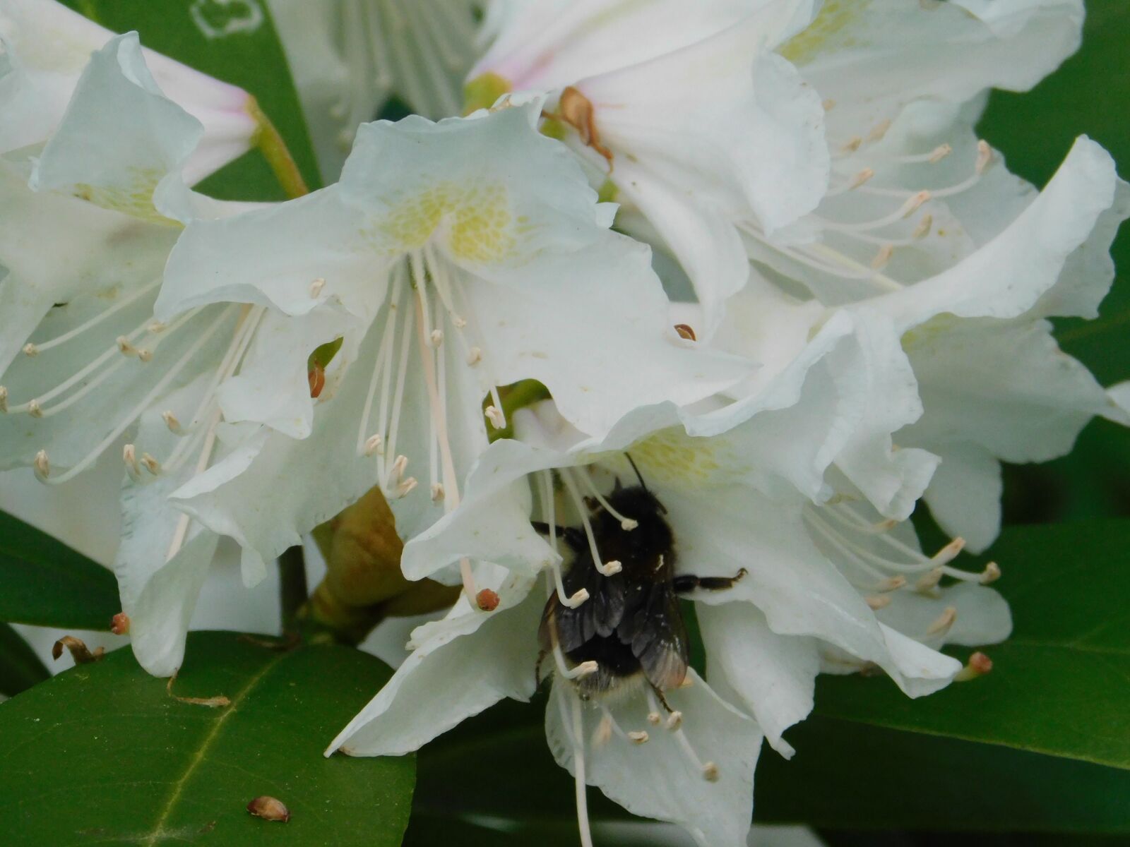 Nikon Coolpix B500 sample photo. Bee, hummel, flower photography