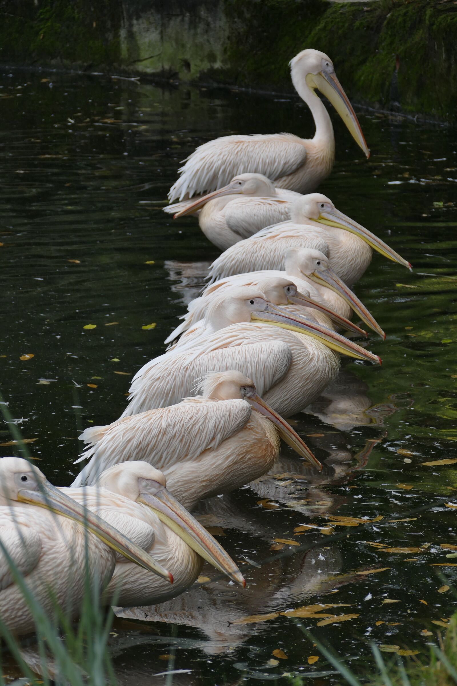 Panasonic Lumix DMC-FZ1000 sample photo. Pelikan, birds, waterfowl photography