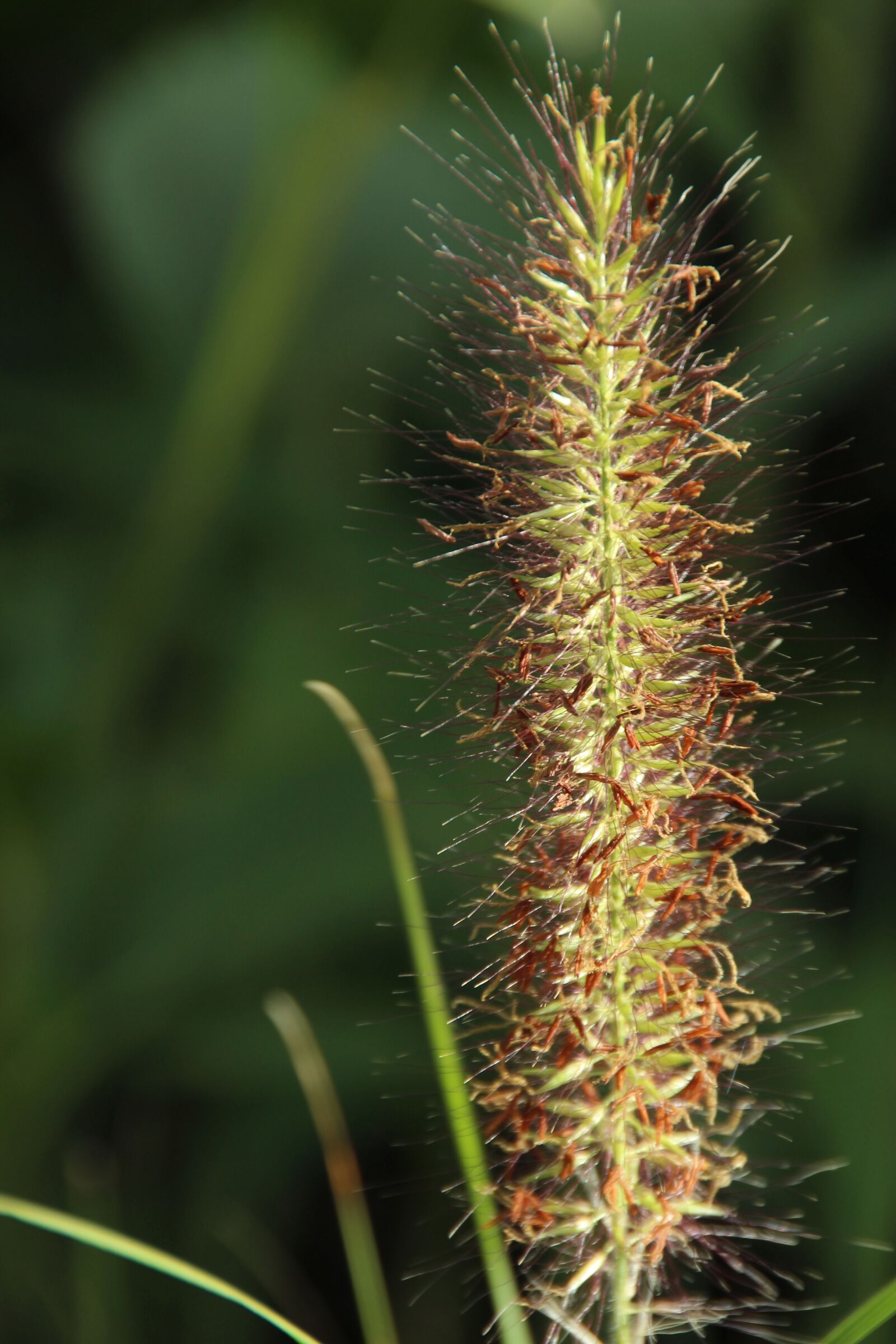 Canon EOS 600D (Rebel EOS T3i / EOS Kiss X5) sample photo. Grass, halm, ear photography