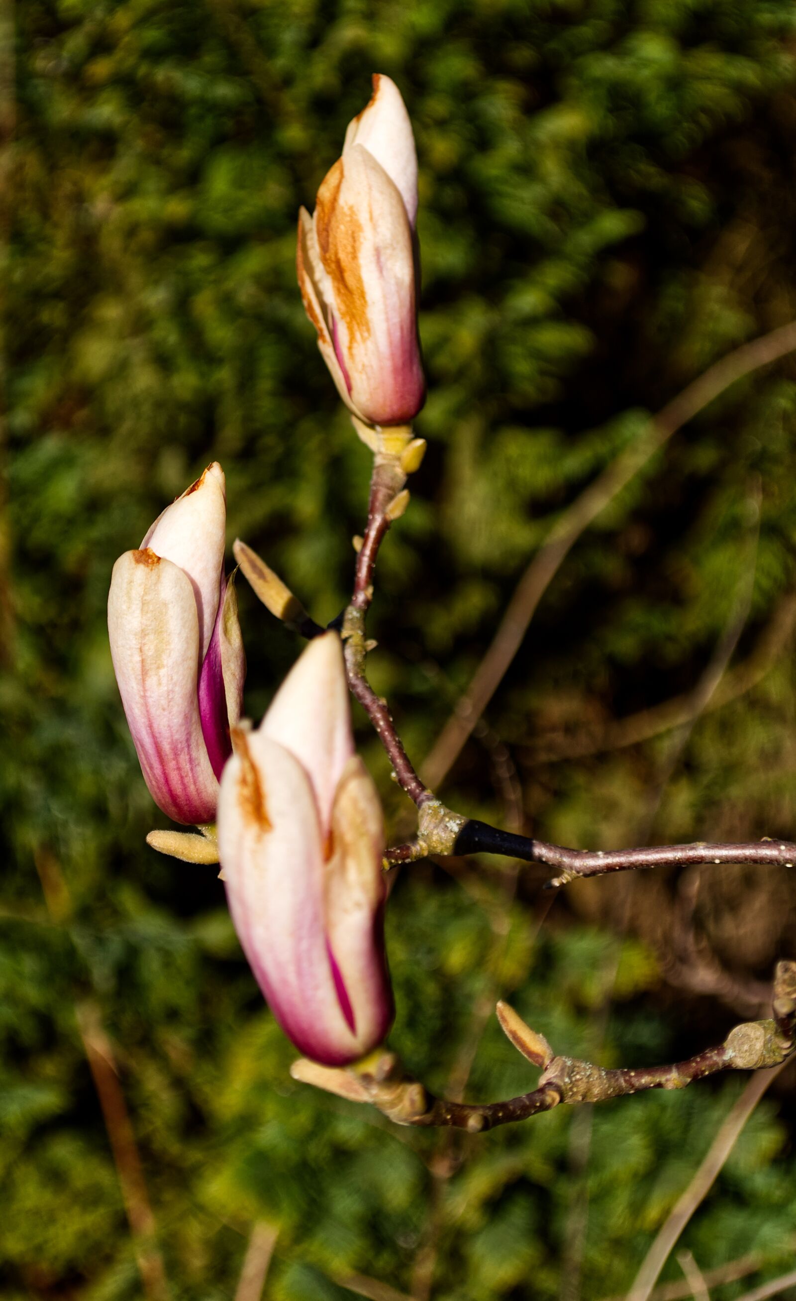 Nikon D5500 sample photo. Blossom, bloom, plant photography