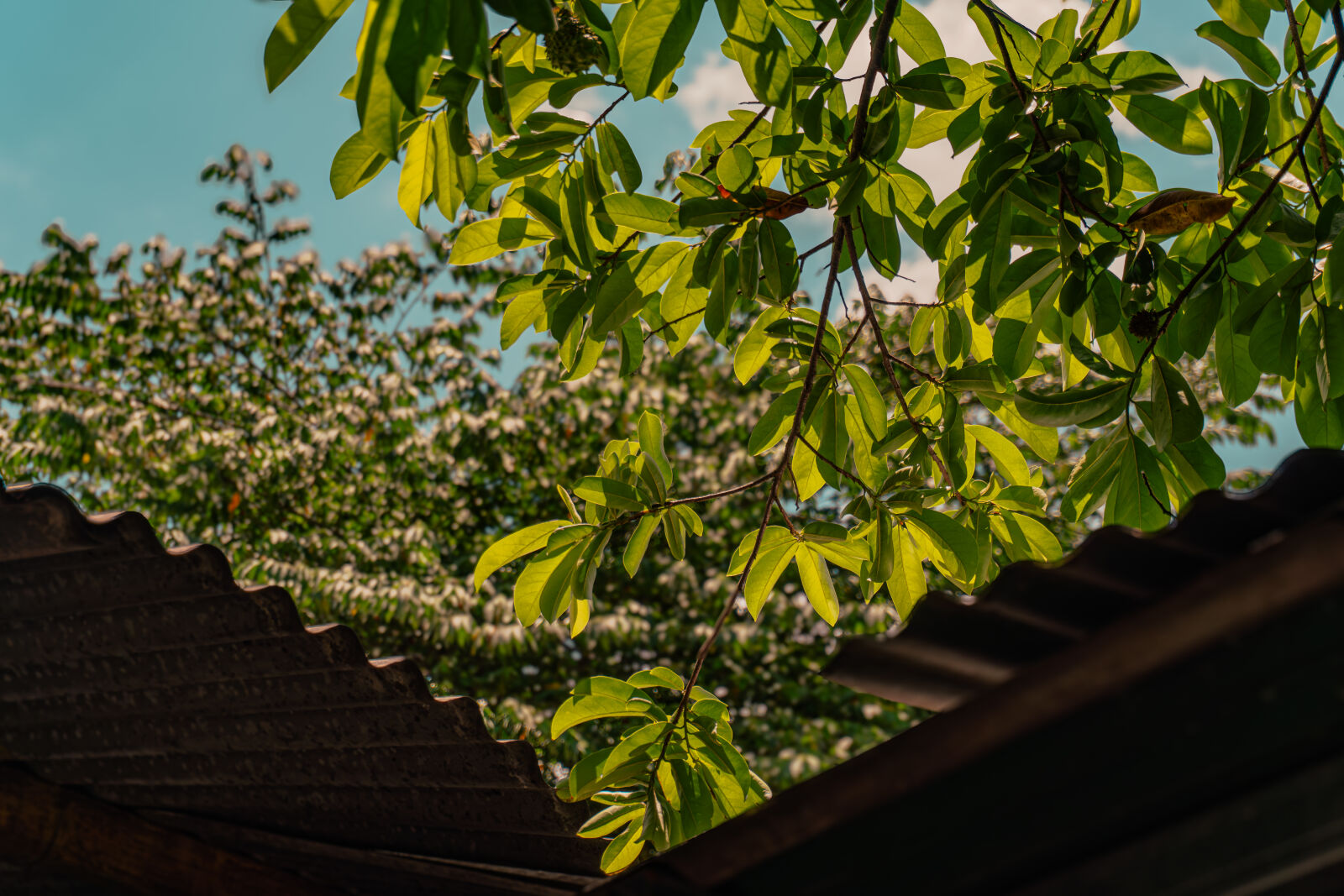 Sony ZV-E10 sample photo. Foliage #1 photography