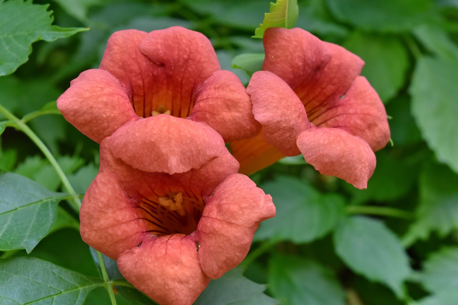 Nikon D5500 sample photo. Flower, flower bud, red photography
