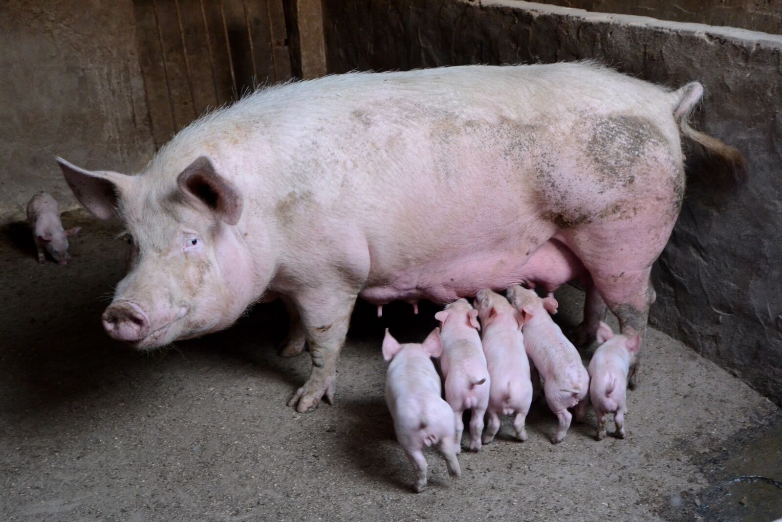 Nikon D7000 sample photo. Pig, farms, journey photography