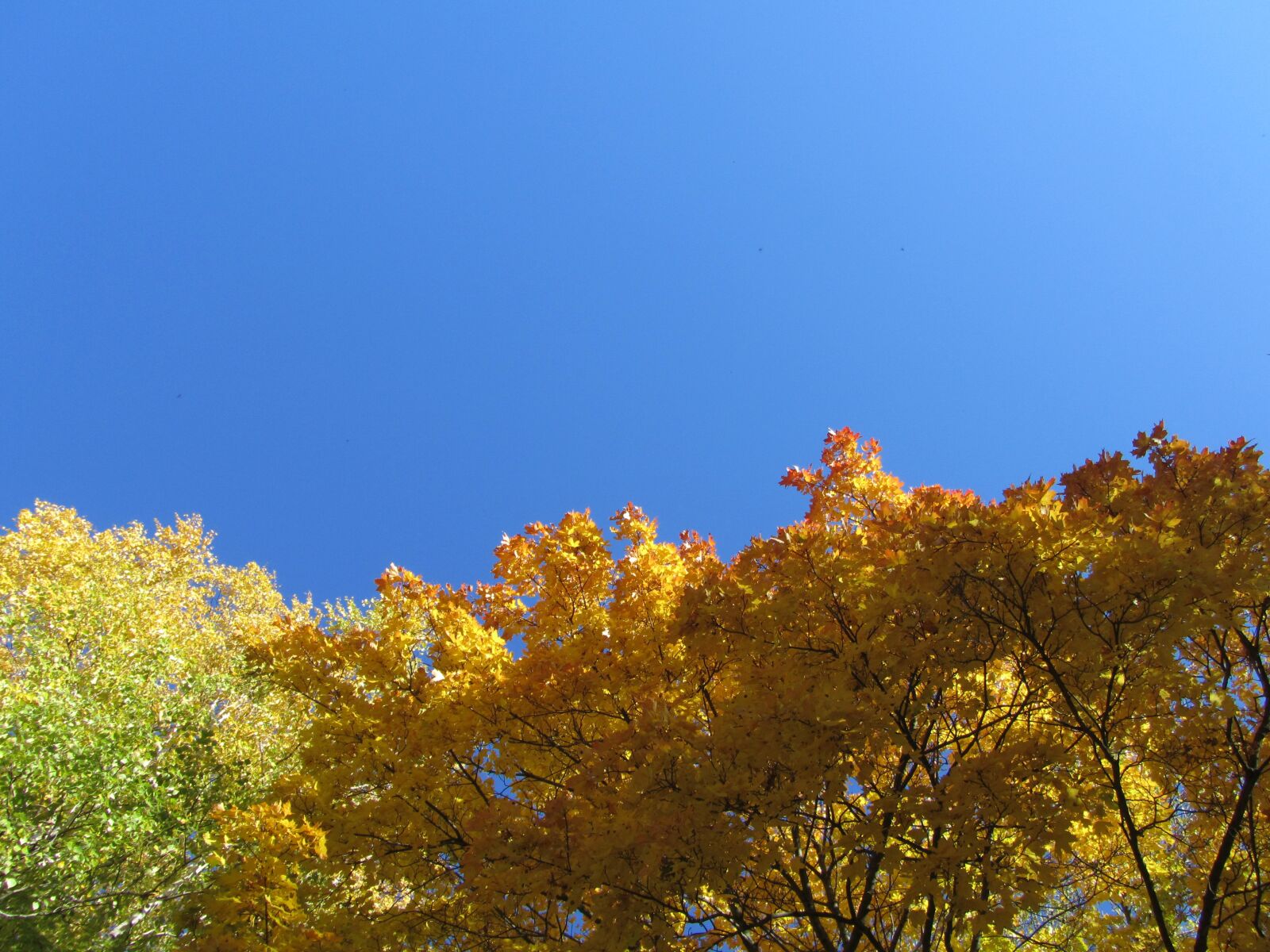 Canon PowerShot SX210 IS sample photo. Sky, blue, foliage photography