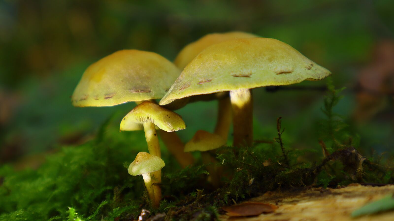 Canon EF-M 15-45mm F3.5-6.3 IS STM sample photo. Mushroom, close up, forest photography