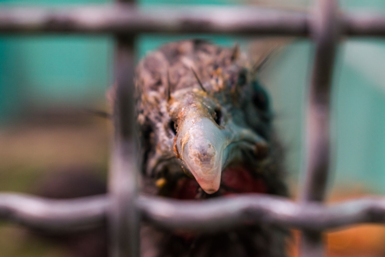 Nikon D5300 sample photo. Cage, animal, imprisoned photography