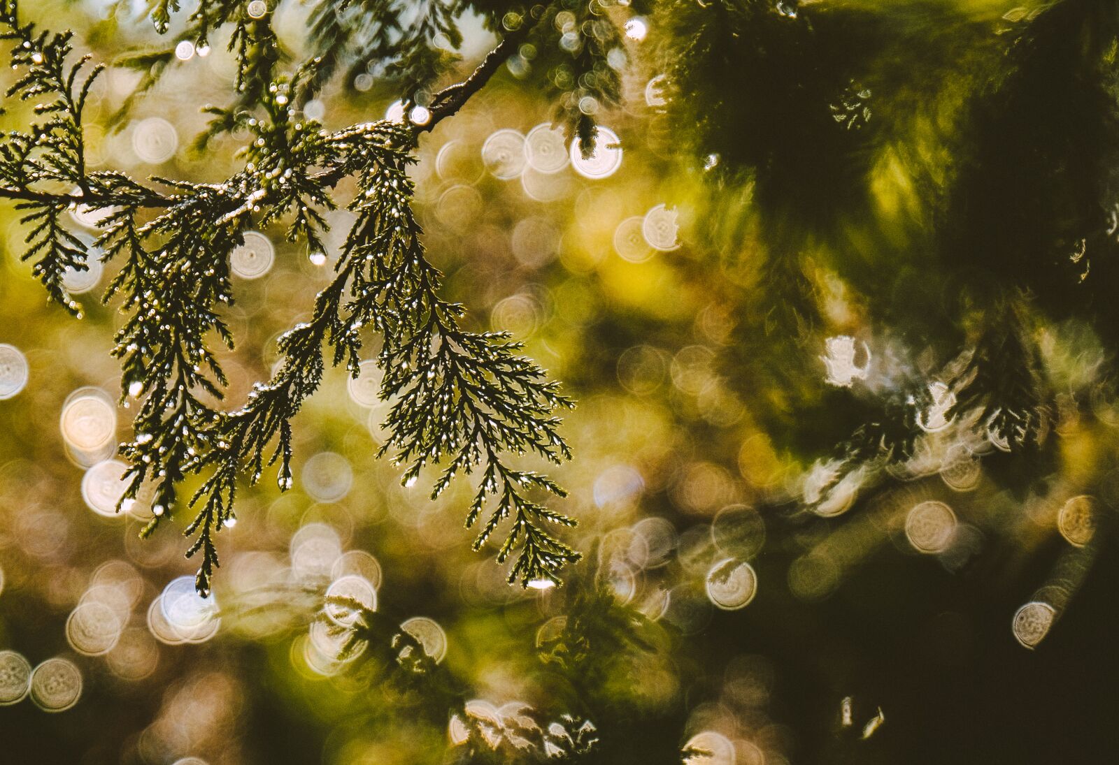 Fujifilm X-T2 + Fujifilm XF 18-135mm F3.5-5.6 R LM OIS WR sample photo. Forest, branch, conifer photography
