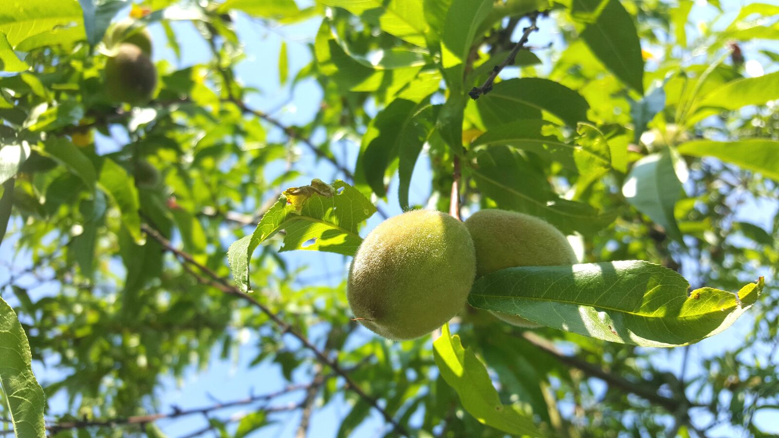 Samsung Galaxy S6 sample photo. Peach, grow, mature photography