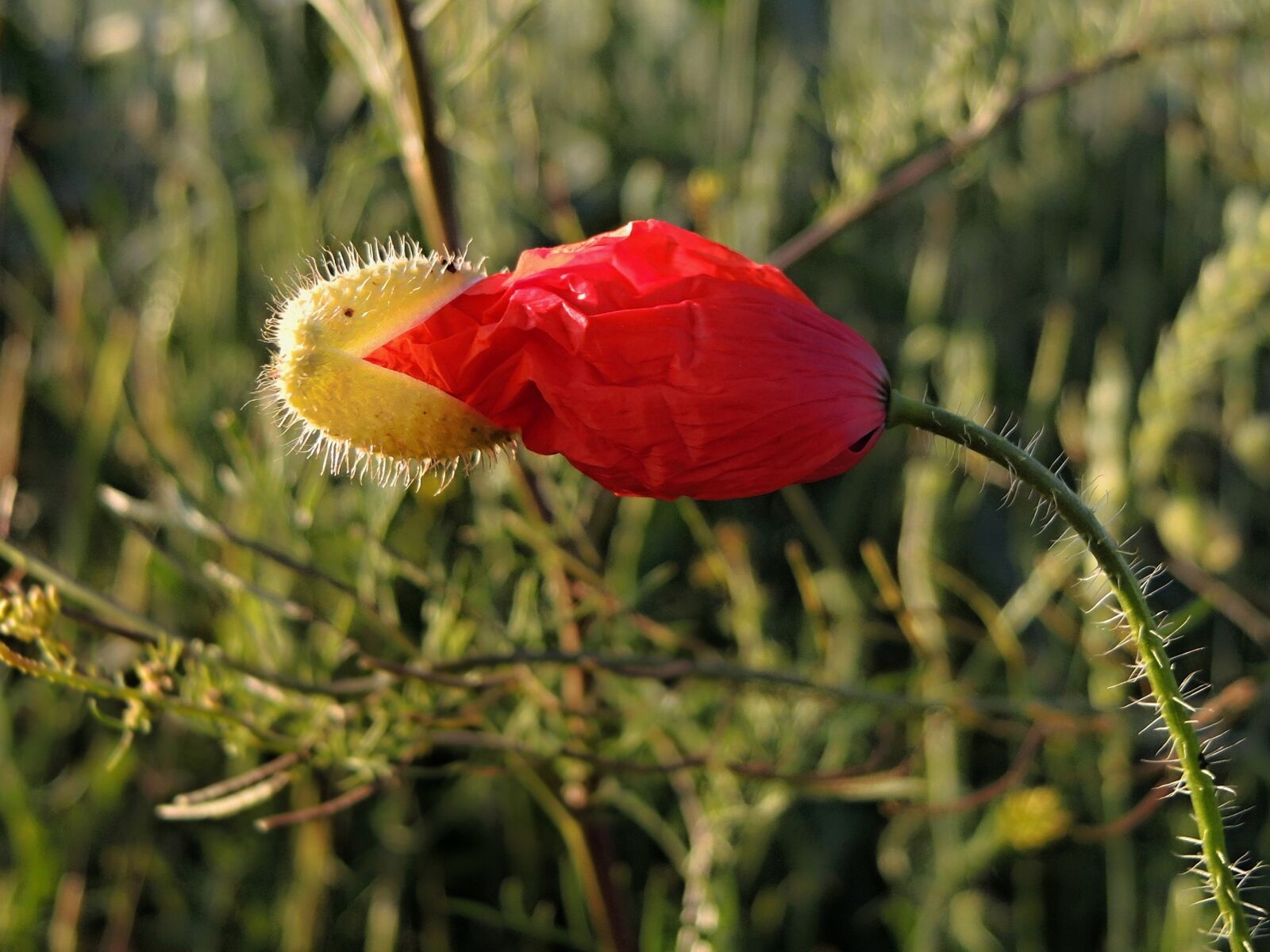 Nikon Coolpix P7800 sample photo. Flower, plant, red weed photography