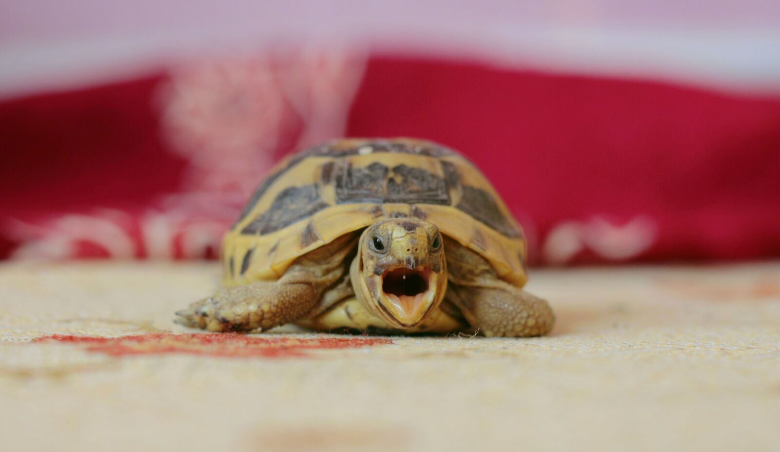 Canon EOS 650D (EOS Rebel T4i / EOS Kiss X6i) + Canon EF 50mm F1.8 II sample photo. Tortoise, puppies, this photography