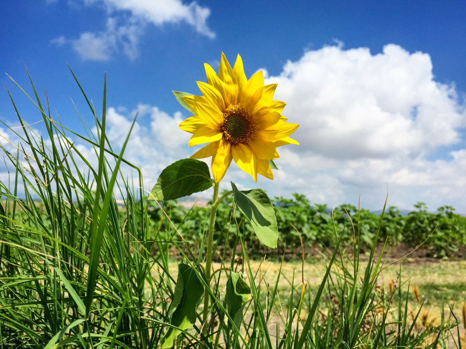 iPhone 6 Plus back camera 4.15mm f/2.2 sample photo. Sunflower, agriculture, environmental photography