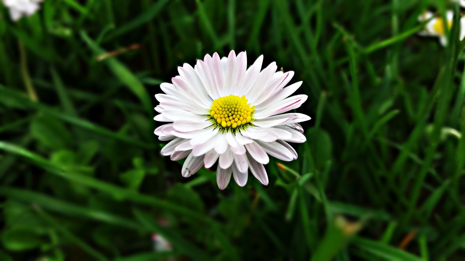 Samsung Galaxy J5 sample photo. Flower, daisy, grasshopper photography