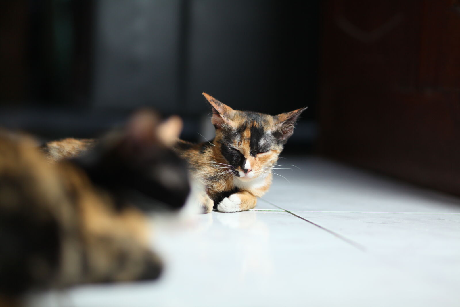 Canon EOS 5D Mark II sample photo