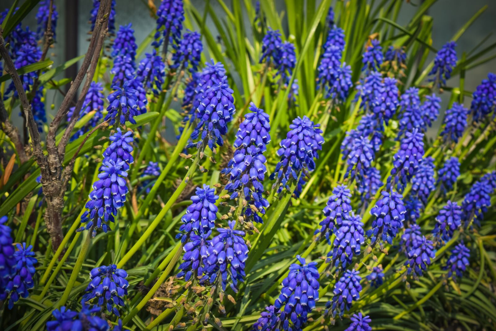 Nikon D3300 sample photo. Flowers, nature, muscari photography