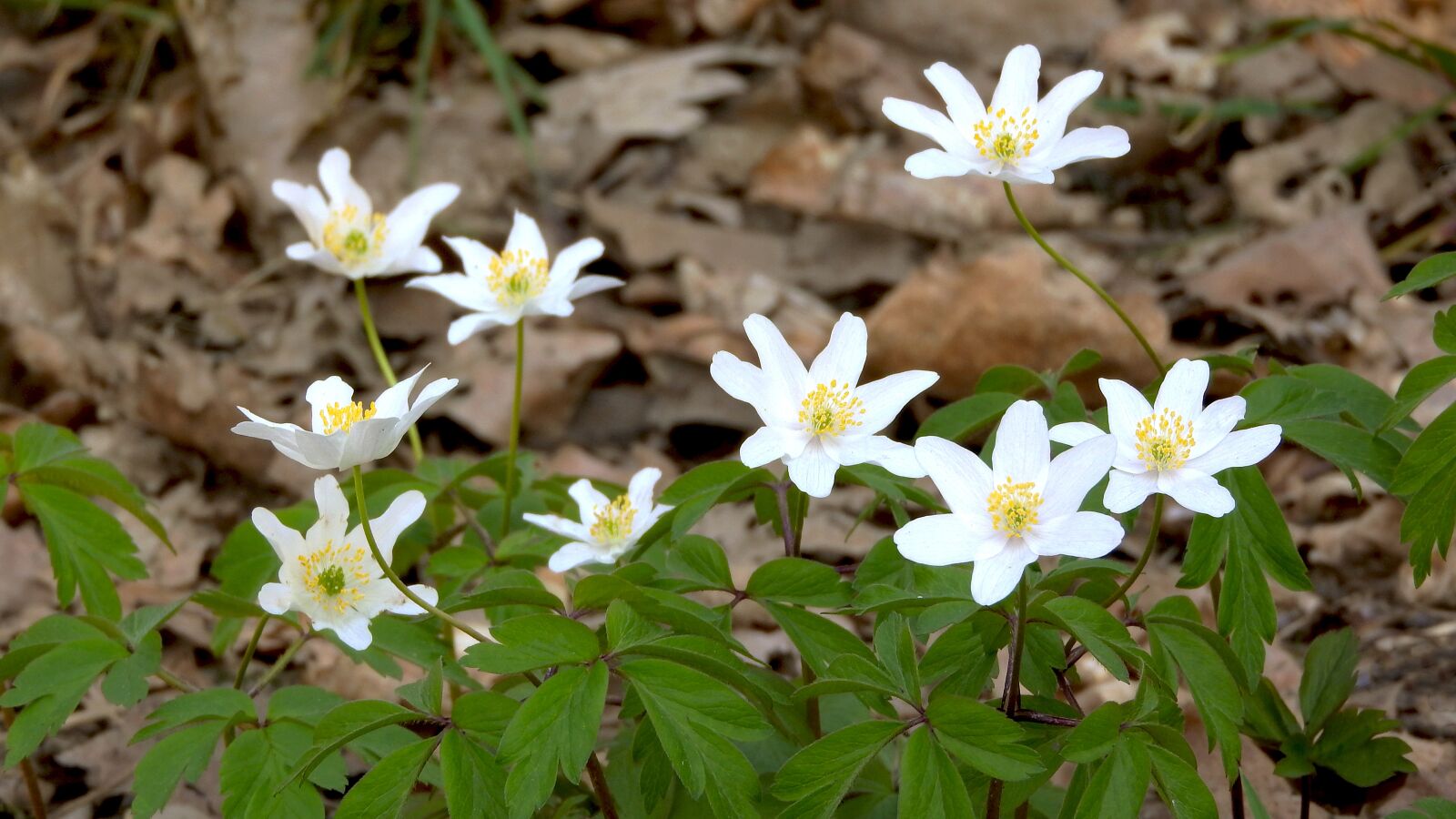 Nikon Coolpix P610 sample photo. Wood anemone, anemone nemorosa photography