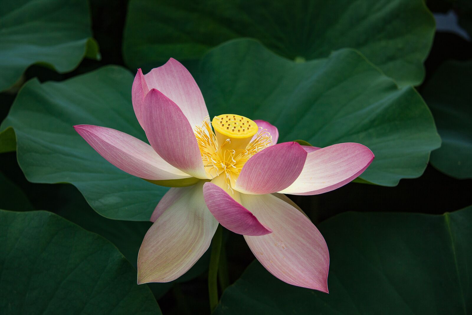 Canon EF-S 17-85mm F4-5.6 IS USM sample photo. Water lily, lotus, blossom photography