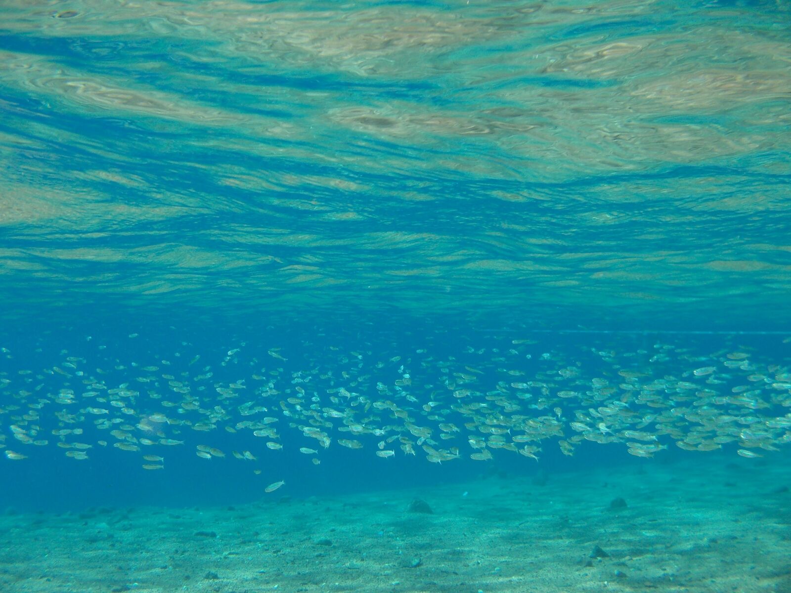Nikon Coolpix S31 sample photo. Texture, underwater, fish photography