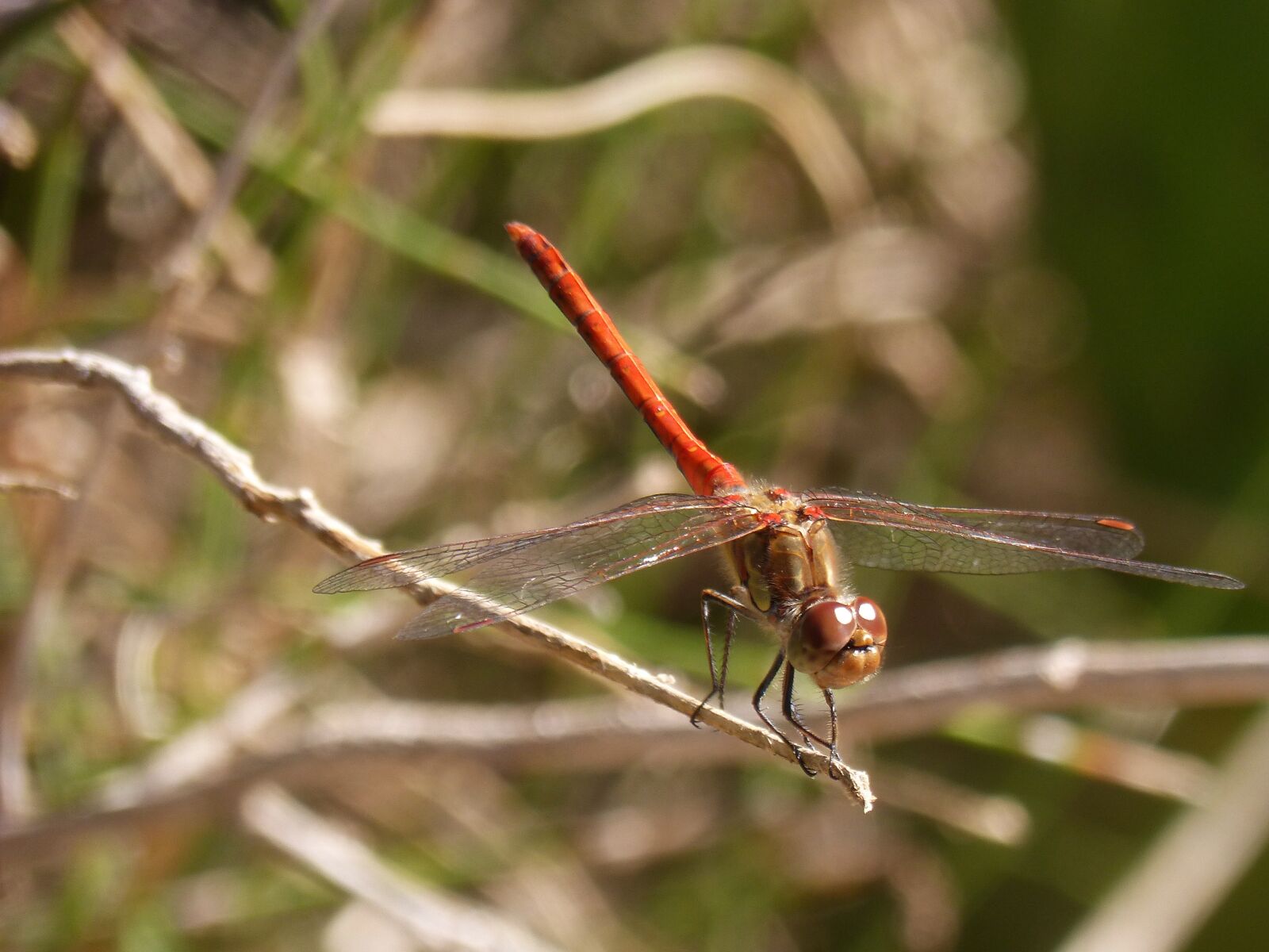 Panasonic DMC-FZ62 sample photo. Dragonfly, sympetrum striolatum, branch photography