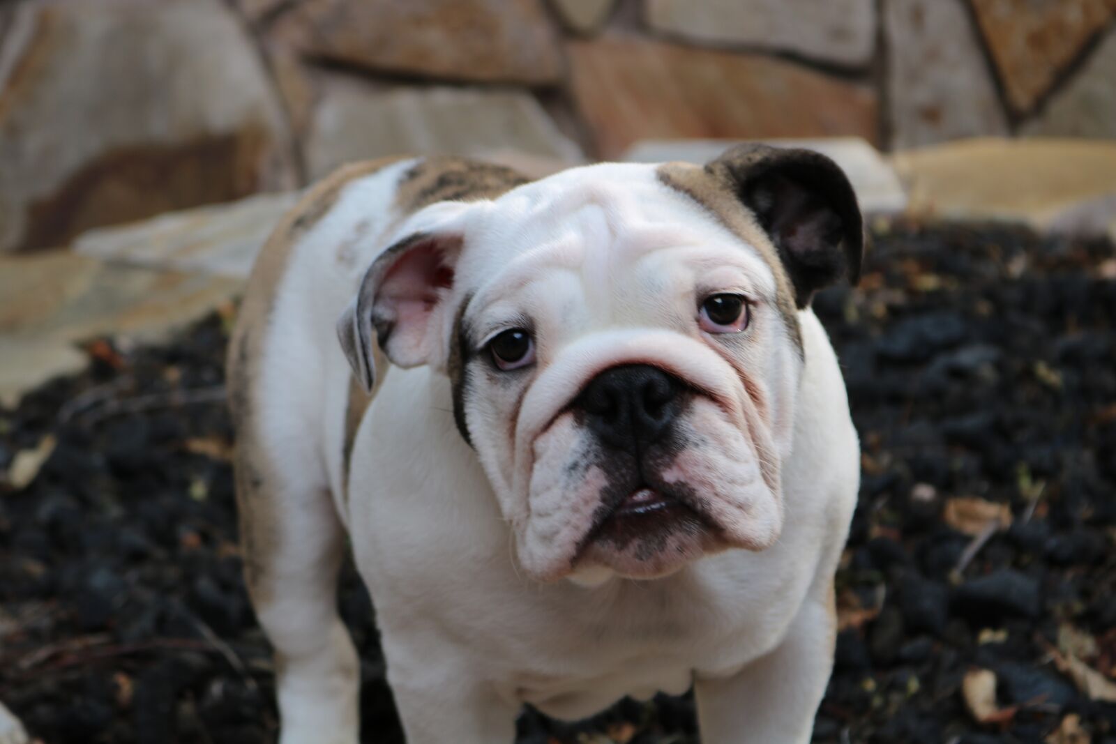Canon EOS 750D (EOS Rebel T6i / EOS Kiss X8i) sample photo. Dog, puppy, english bulldog photography
