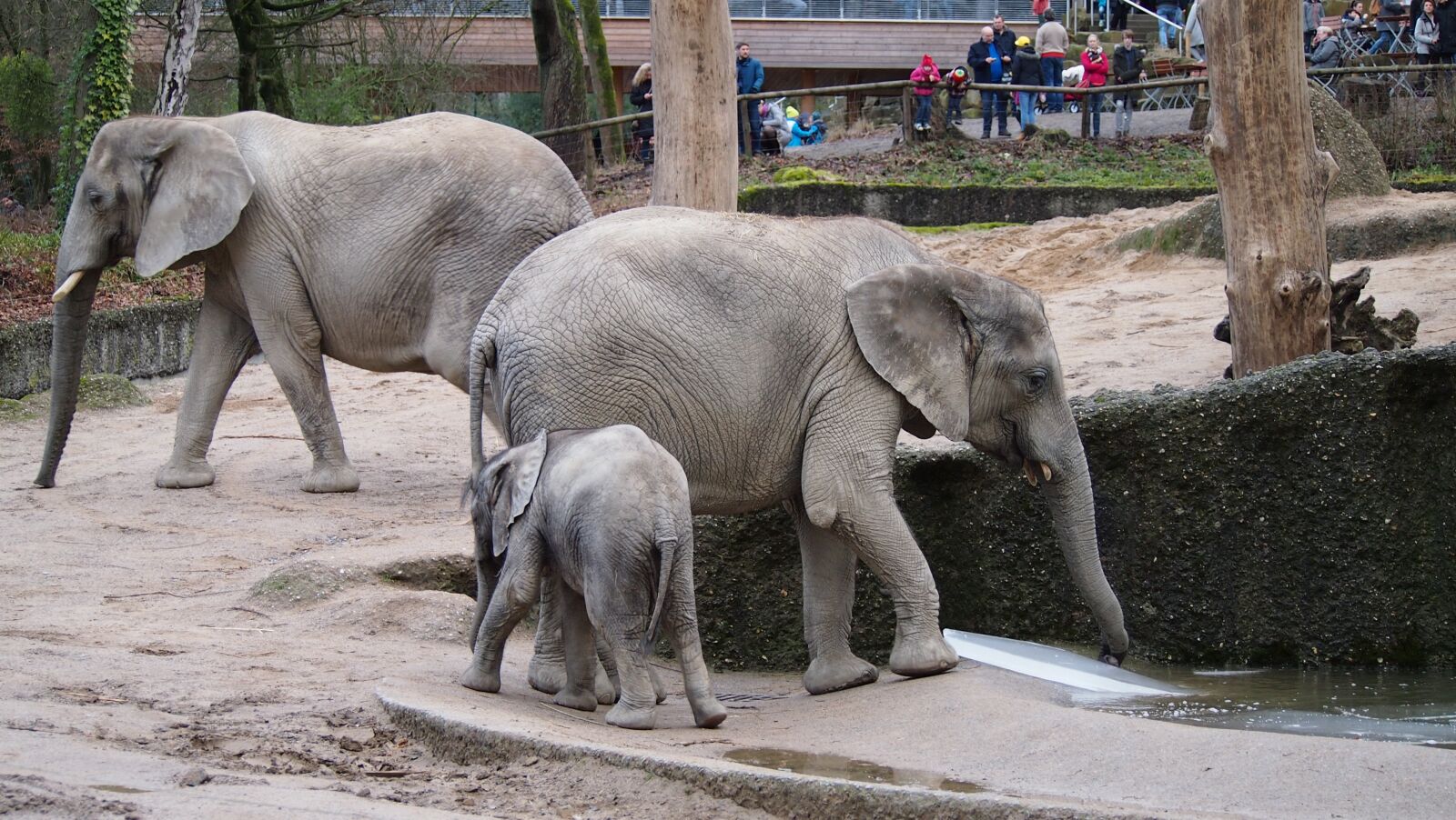 Olympus PEN E-PL3 sample photo. Elephant, zoo, wuppertal photography