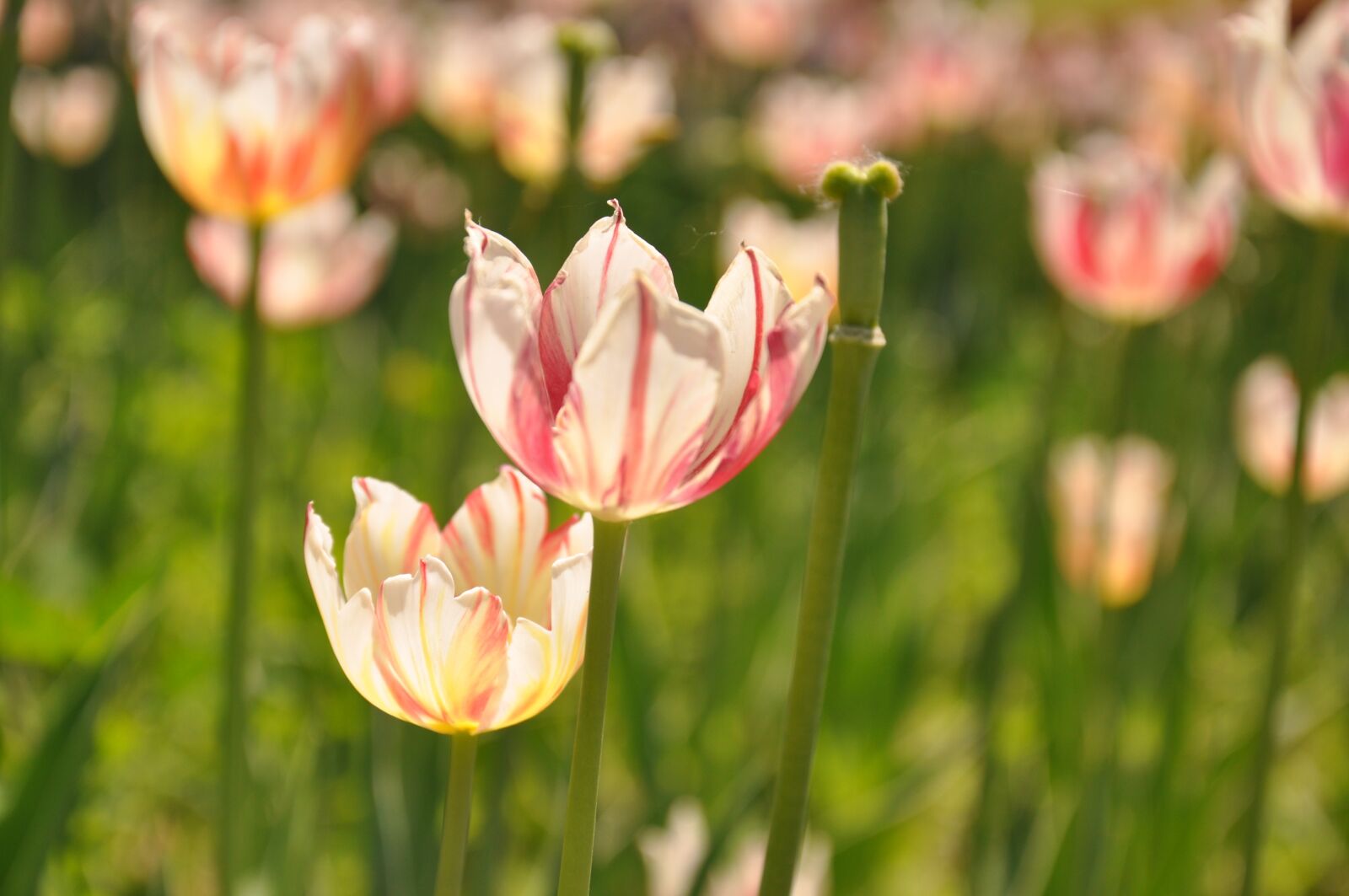 Nikon D90 sample photo. Shunyi district, beijing, flower photography