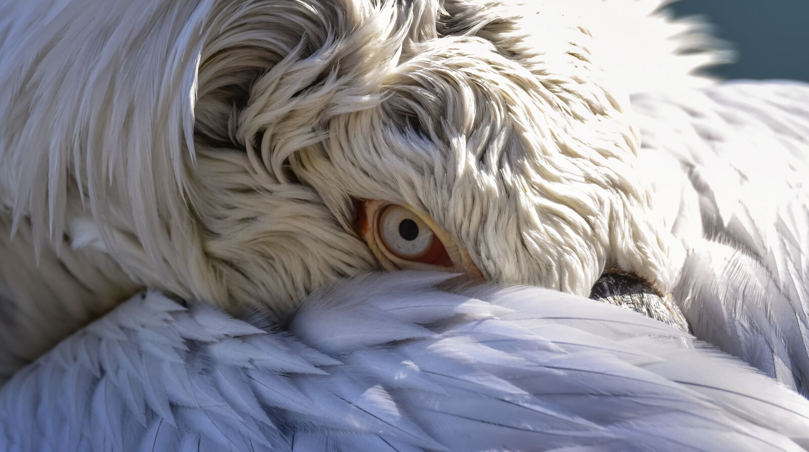 Nikon D7200 sample photo. Eye, bird, animal photography