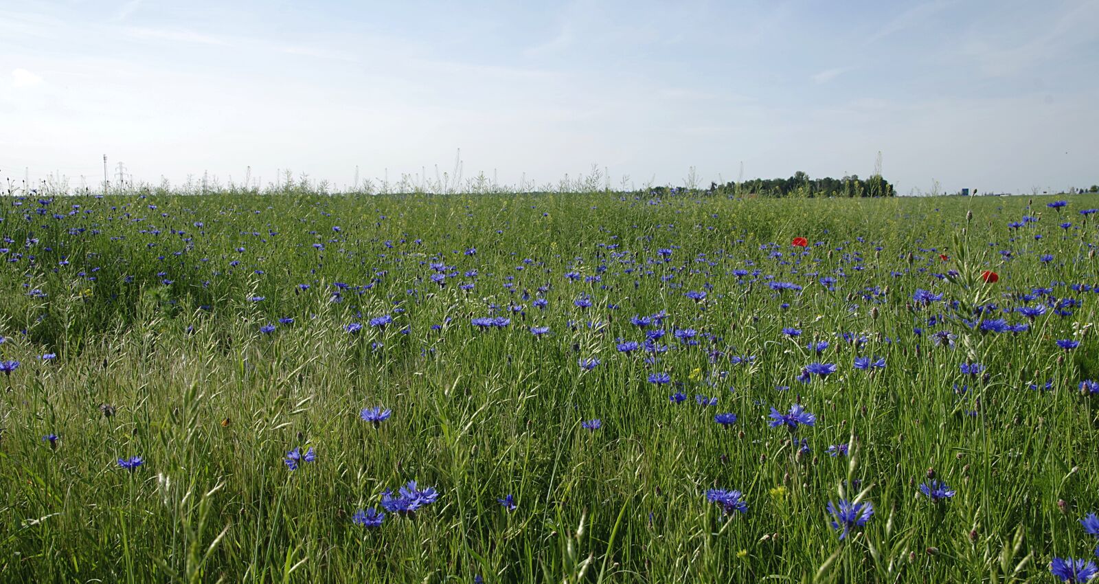 Pentax K-S2 sample photo. Cornflowers, field, meadow photography