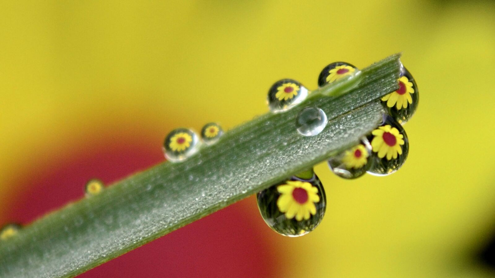 Nikon D5100 sample photo. Dew, morning, sunflower photography