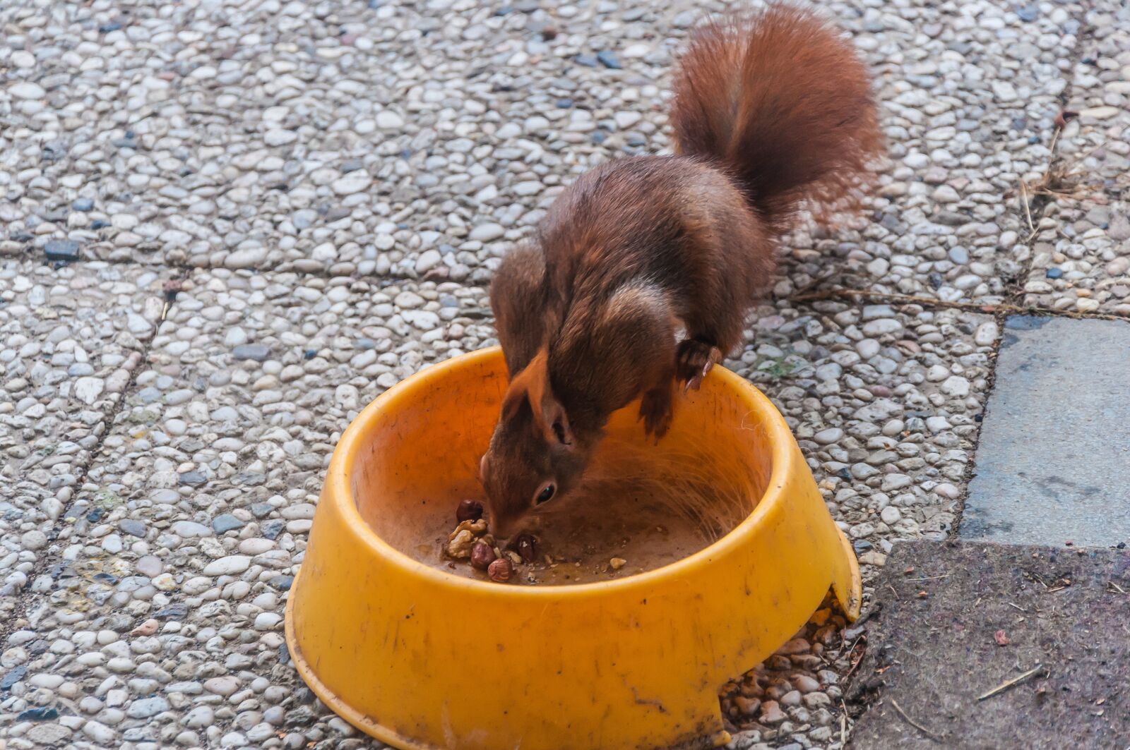 Nikon D5000 sample photo. Squirrel, food, nature photography