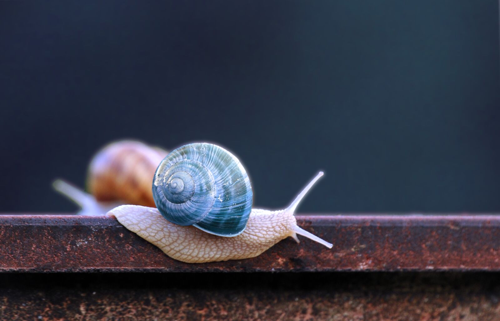 Nikon D300 sample photo. Snail, blue, snail shell photography