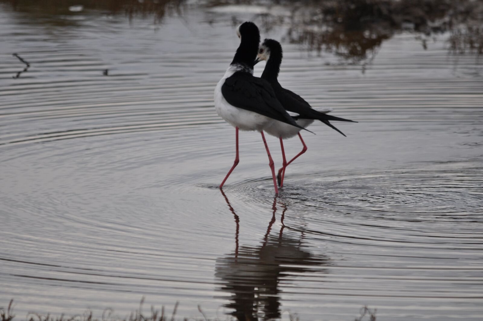 Nikon D90 sample photo. Courting, pied, stilt photography