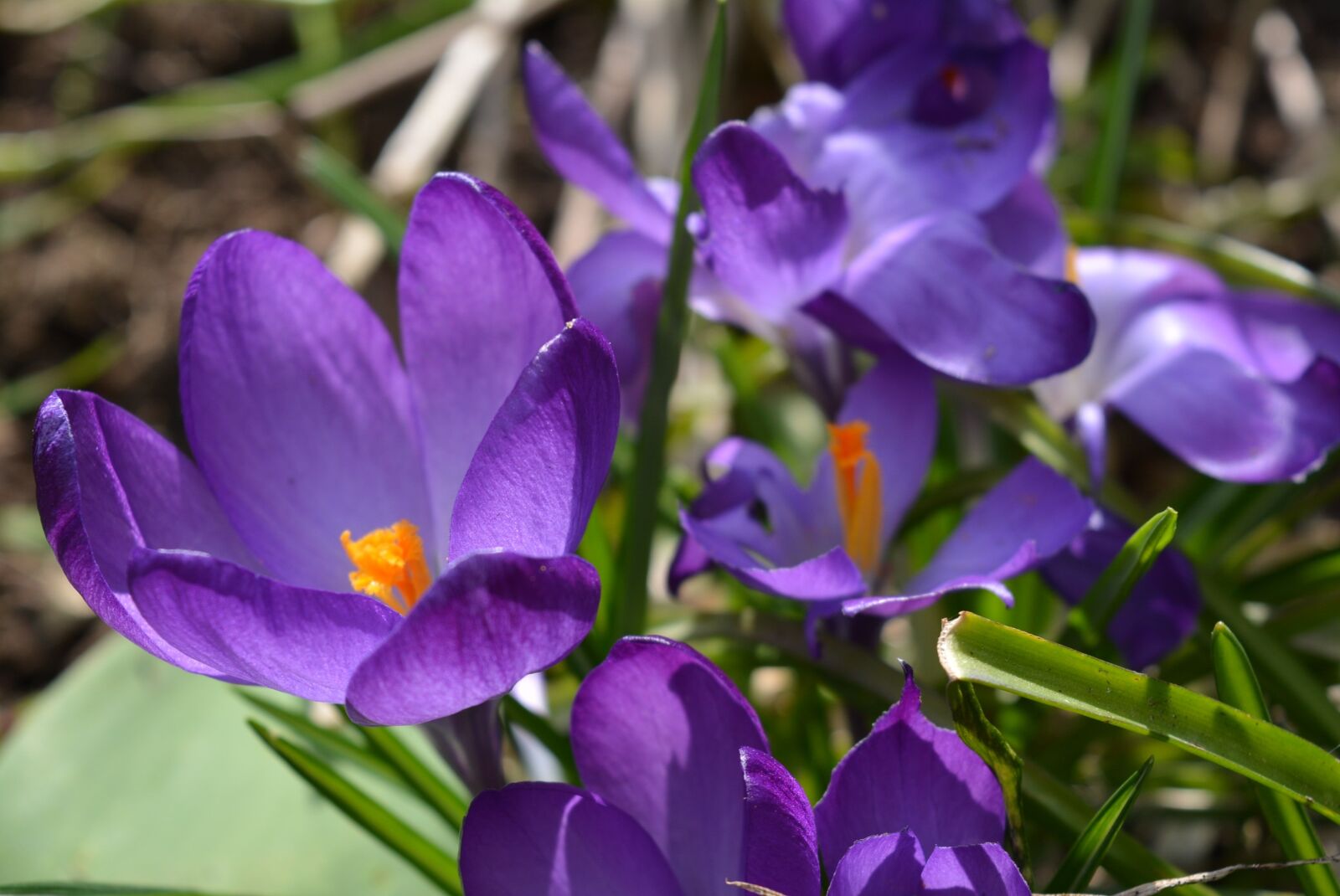 Nikon D5200 sample photo. Crocus, blossom, bloom photography