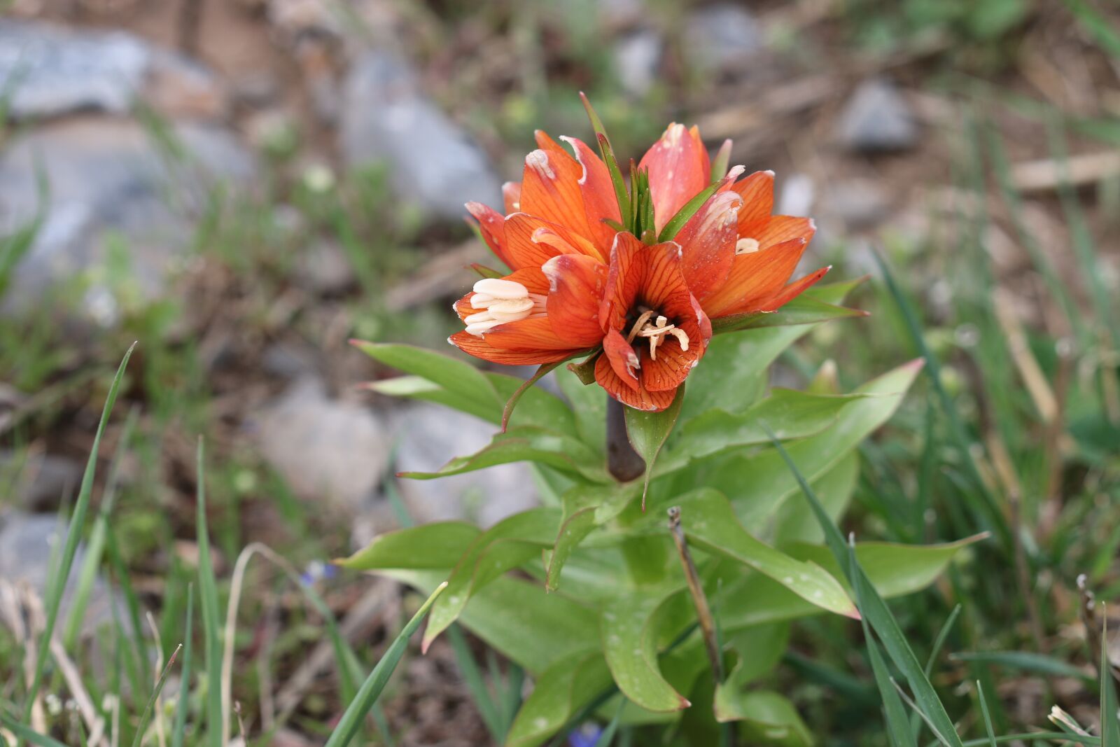 Canon EOS 70D + Canon EF 100mm F2.8 Macro USM sample photo. Tulips, green, red photography
