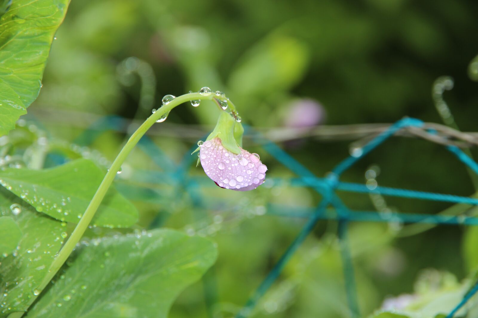 Canon EOS 650D (EOS Rebel T4i / EOS Kiss X6i) + Canon EF-S 15-85mm F3.5-5.6 IS USM sample photo. Peas, plant, flowers photography