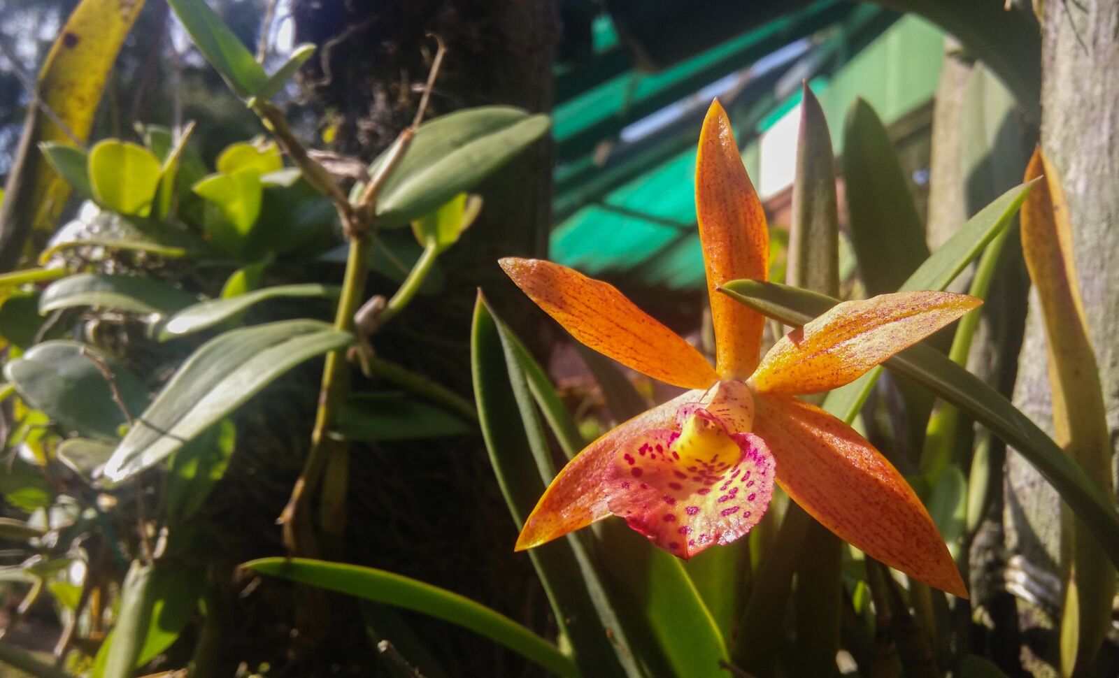 Xiaomi MI3 sample photo. Nature, flora, flower photography