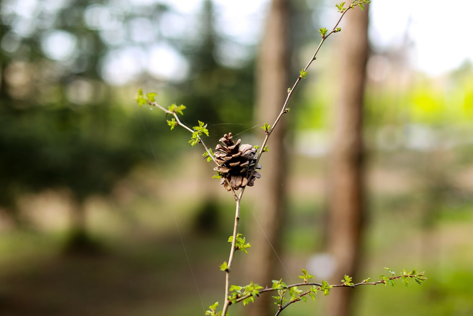 Canon EF 50mm F1.2L USM sample photo. Nature, outdoor, leaves photography